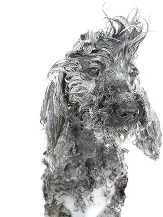 Soapy dog