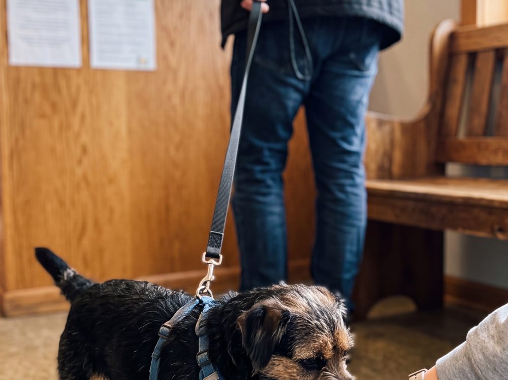 Dog meeting a staff member for a trial